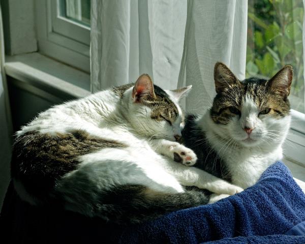 /Images/uploads/Friends of Seal Beach Animal Care Center/2022sbacc/entries/20862thumb.jpg